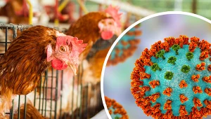 Nowa odmiana ptasiej grypy, stare objawy. Czy jest się czego bać? 