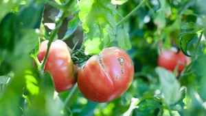 Jak zapobiec pękaniu pomidorów?