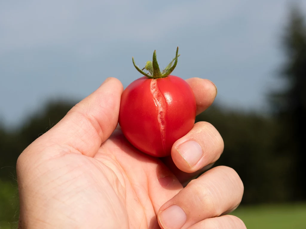 Bardzo ważne jest odpowiednie nawożenie pomidorów, ponieważ źle dobrany nawóz przyczynia się do pękania owoców