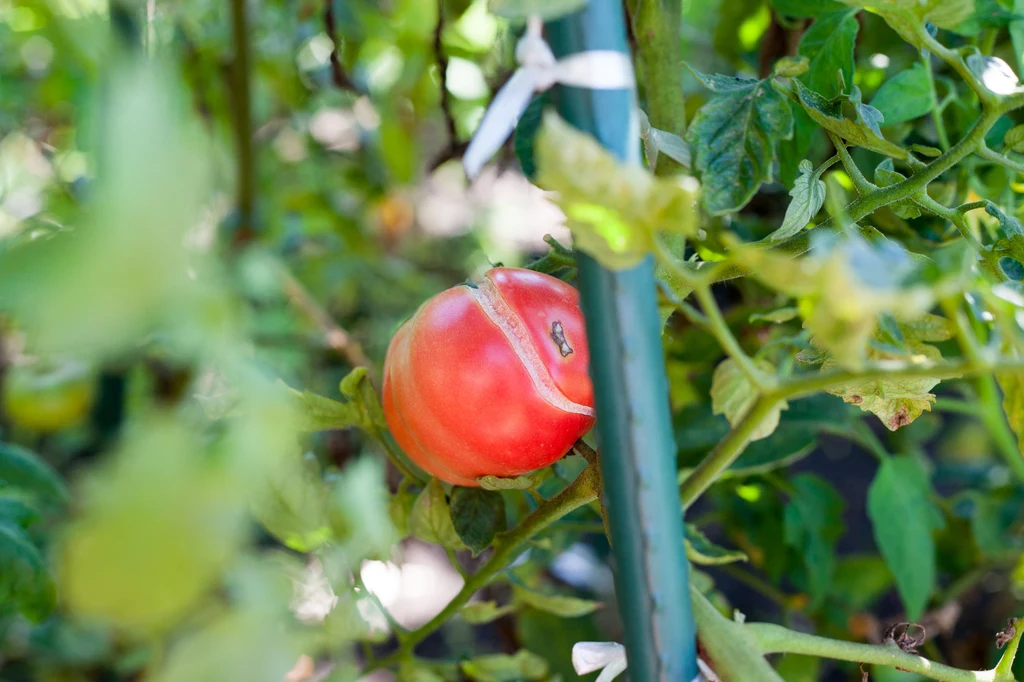 Odpowiednio pielęgnowane krzewy pomidorów odwdzięczą się pięknym kwitnieniem