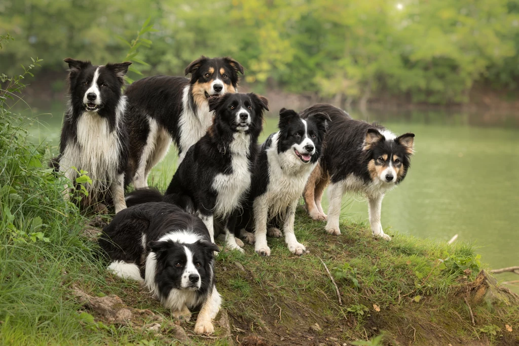 Border collie należą do najbardziej długowiecznych ras psów i żyją statystycznie około 12 lat. Ale to tylko średnia