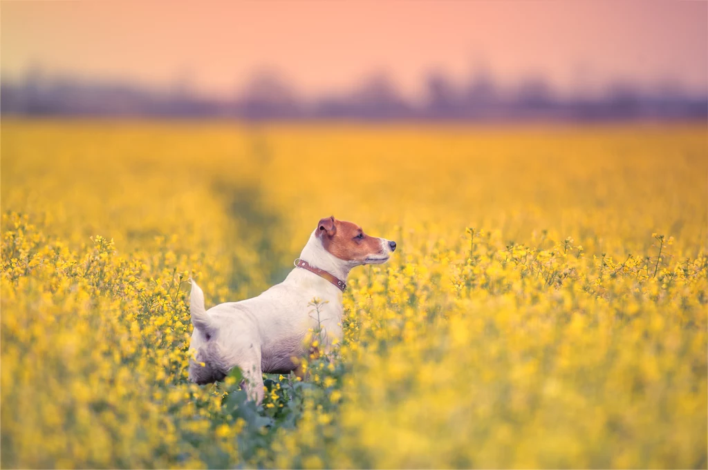 Psom rasy Jack Russell terrier prognozowane jest długie życie.