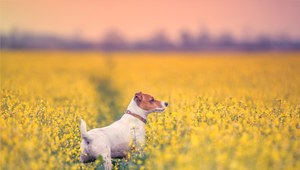 Pies rasy Jack Russell terrier.