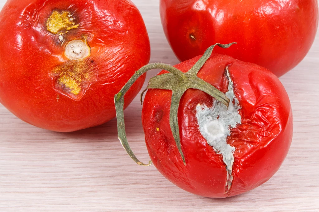 Pomidor pokryty pleśnią nie nadaje się do spożycia, ale możemy wykorzystać go w innym celu