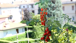 Pomidorki koktajlowe doskonale sprawdzają się na balkonie. 