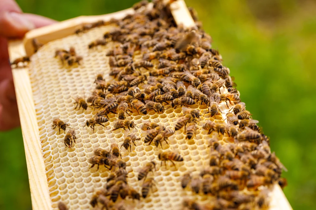 Pszczoły są niezwykle istotnym elementem naszego ekosystemu