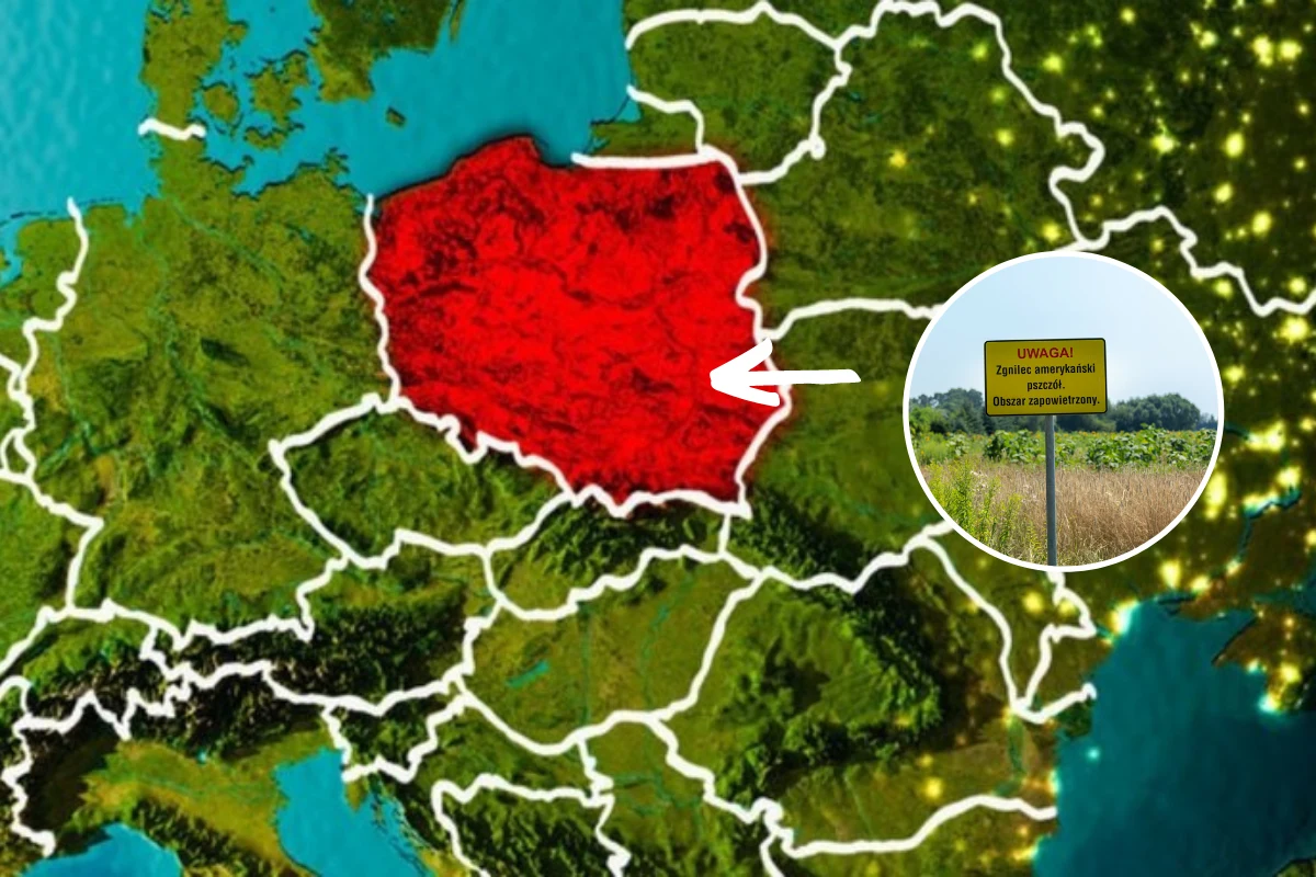 Tej wiosny zgnilec amerykański pszczół pojawił się w okolicy Zamościa Tej wiosny zgnilec amerykański pszczół pojawił się w okolicy Zamościa