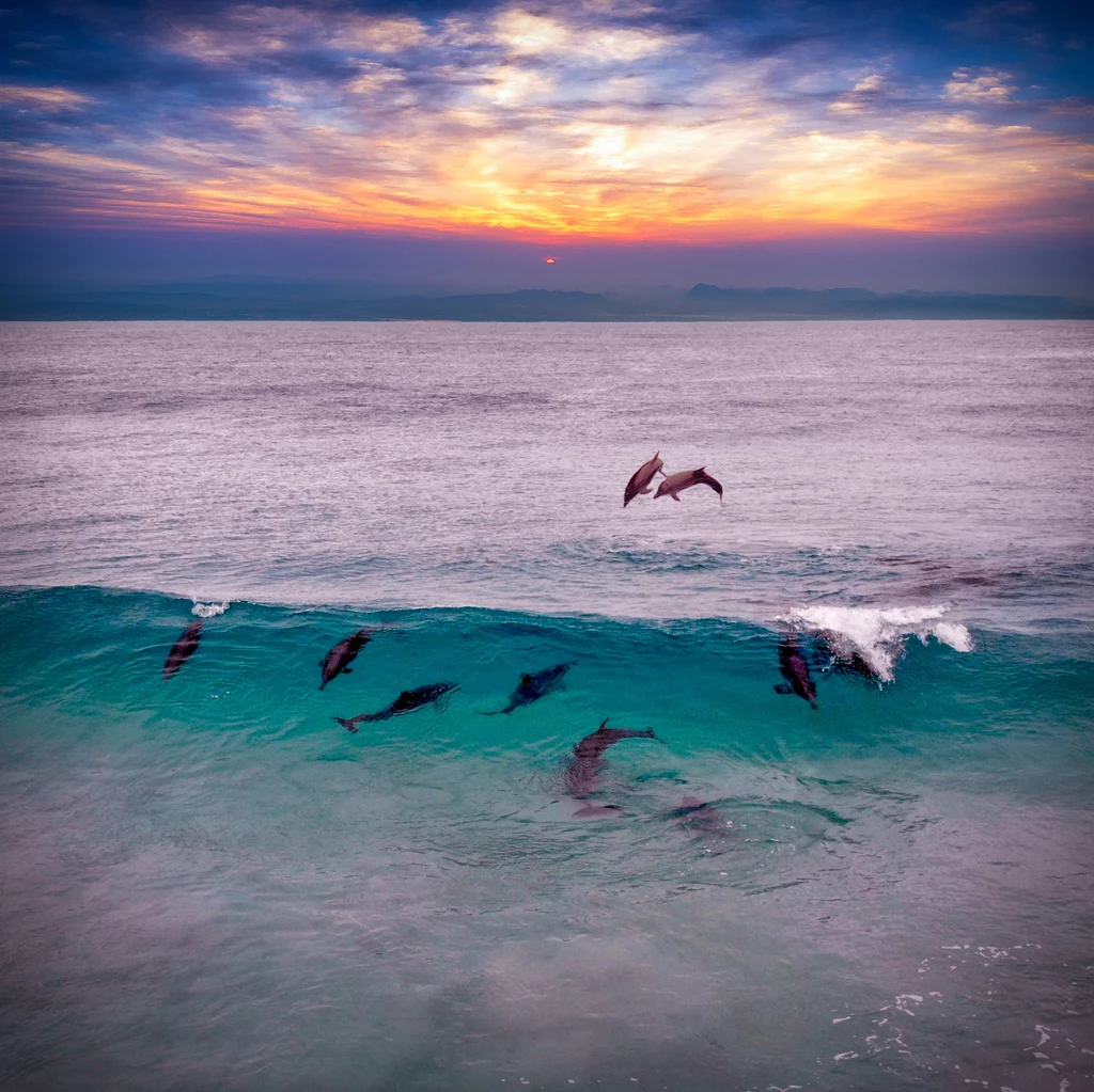 Delfiny giną w rybackich sieciach. Straty w stadach są nie do odrobienia.
