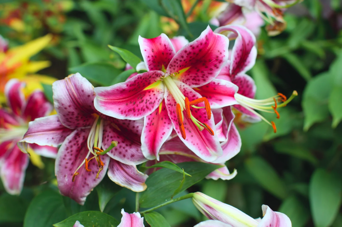 Liliowce w jednym miejscu mogą rosnąć nawet przez 30 lat Liliowce w jednym miejscu mogą rosnąć nawet przez 30 lat