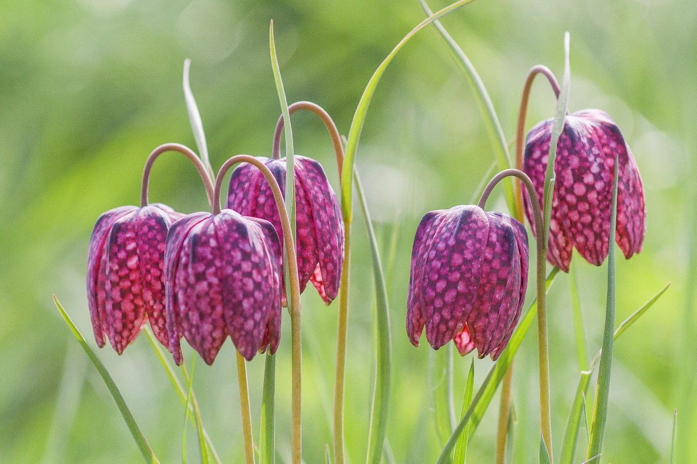 Szachownice cesarskie dorastają nawet do 1 m wysokości. Ich kwiaty mają dzwonkowaty kształt Szachownice cesarskie dorastają nawet do 1 m wysokości. Ich kwiaty mają dzwonkowaty kształt