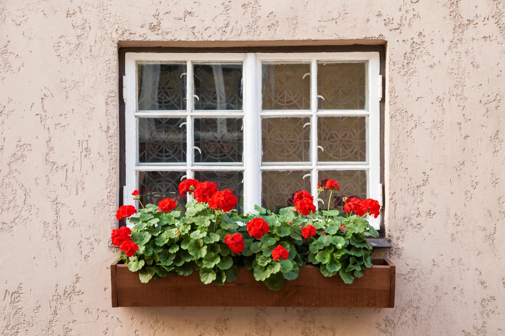 Pelargonia to jedna z najpopularniejszych roślin balkonowych w Polsce