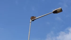 Szop utknął na latarni ulicznej