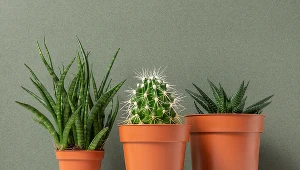 Kaktusy to jedne z najbardziej odpornych roślin