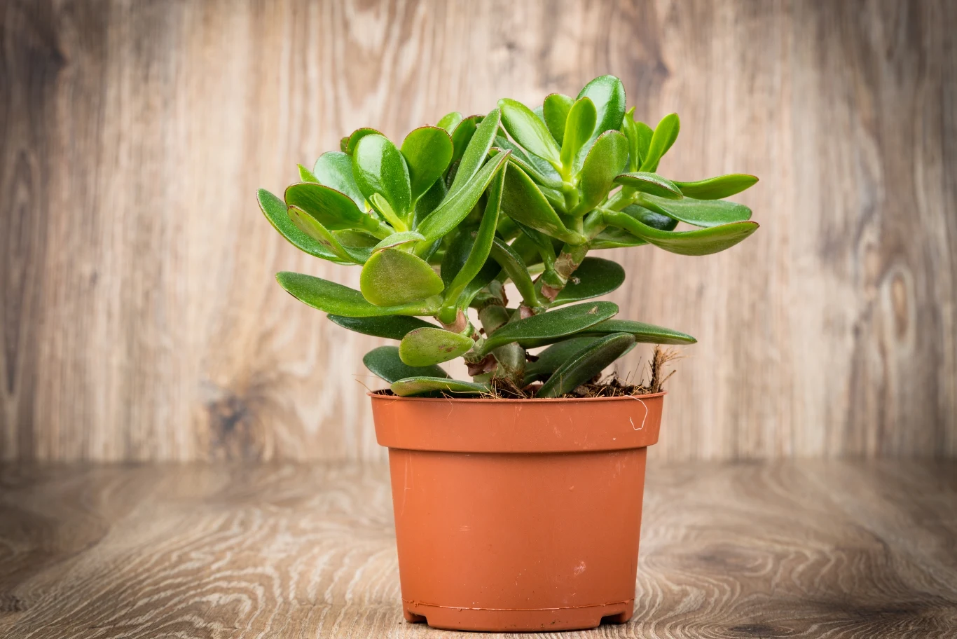 Grubosz jajowaty znany jest też pod nazwą "drzewko szczęścia". Podobno odstrasza złe moce, a przyciąga pieniądze. 