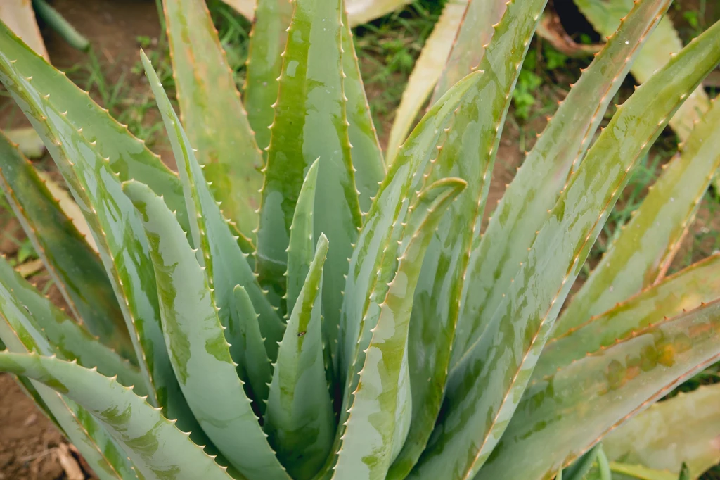 Aloes zwyczajny w grubych liściach zbiera wodę, więc może przetrwać krótkie okresy przesuszenia.