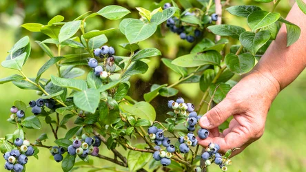 Podstawą pielęgnacji borówki amerykańskiej jest wiosenne cięcie. Co natomiast zrobić z obciętymi gałęziami i pędami?