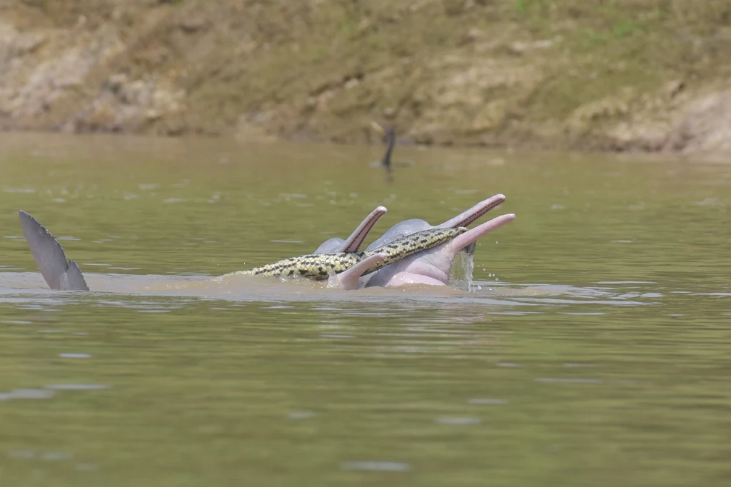 Do wyjątkowej sytuacji doszło w rzece Tijamuchi w Boliwii. Tamtejsze delfiny słodkowodne postanowiły... zabawić się z drapieżną anakondą