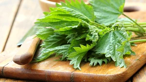 Pokrzywa to chwast, ale o wielu cennych dla zdrowia właściwościach