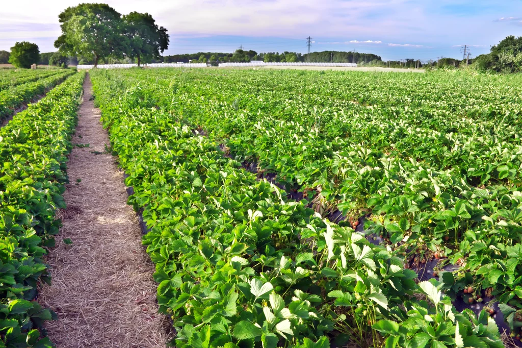 Plantatorzy przewidują, że w tym roku sezon na gruntowe truskawki rozpocznie się później