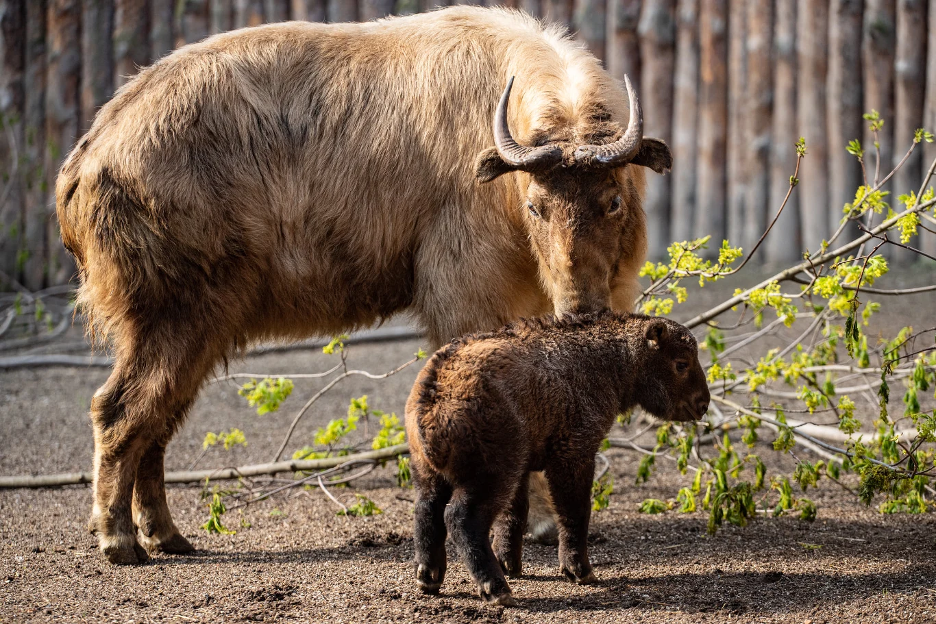„Mała jest zdrowa i przebywa pod troskliwym okiem mamy” - poinformowało zoo odnośnie nowo urodzonej samicy takina złotego