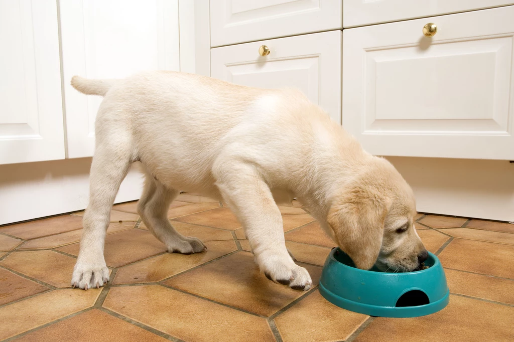 Ile razy dziennie powinniśmy karmić psa? Odpowiedź nie jest oczywista. Choć wytyczne specjalistów mówiły do tej pory, że najlepiej karmić czworonogi dwa razy dziennie, to nowe badania naukowców nie zgadzają się z tymi zaleceniami