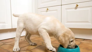 Jak często karmić psa? Odpowiedź naukowców zaskakuje