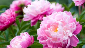 Jeszcze nie podlewasz piwonii tą odżywką? Lepiej się pospiesz, jeśli chcesz mieć piękne kwiaty