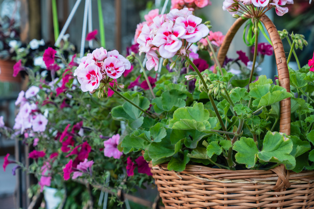 Pelargonie to jedne z najpopularniejszych roślin ozdobnych. Gdzie przezimować nasze okazy? Jaka temperatura będzie dla nich optymalna?