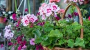Pelargonie to jedne z najpopularniejszych roślin balkonowych. A może warto zamienić je na strokrotki?