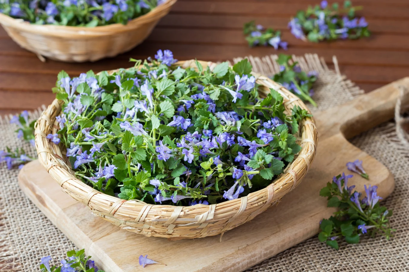 Bluszczyk kurdybanek jest trujący dla koni i bydła. Dla ludzi jest bezpieczny, o ile stosujemy go z umiarem