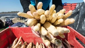 Kłopoty polskich szparagarni przez wojnę na Ukrainie