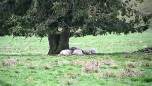 Owce, które zginęły po uderzeniu pioruna