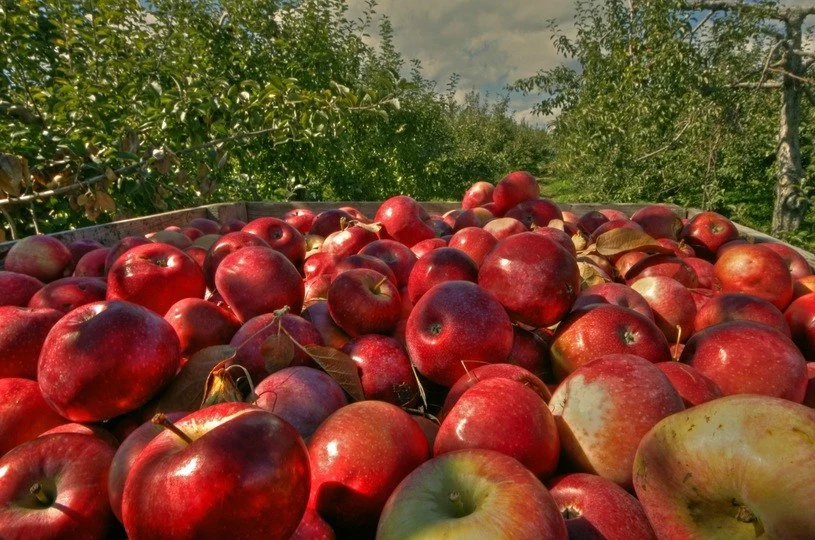 Polska potęgą w produkcji jabłek