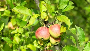 Już w zimie skontroluj stan krzewów owocowych i drzew w sadzie. To jeden z warunków dla zebrania obfitych plonów