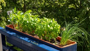 Tych ziół nigdy nie sadź obok siebie. Nie będą dobrze rosły