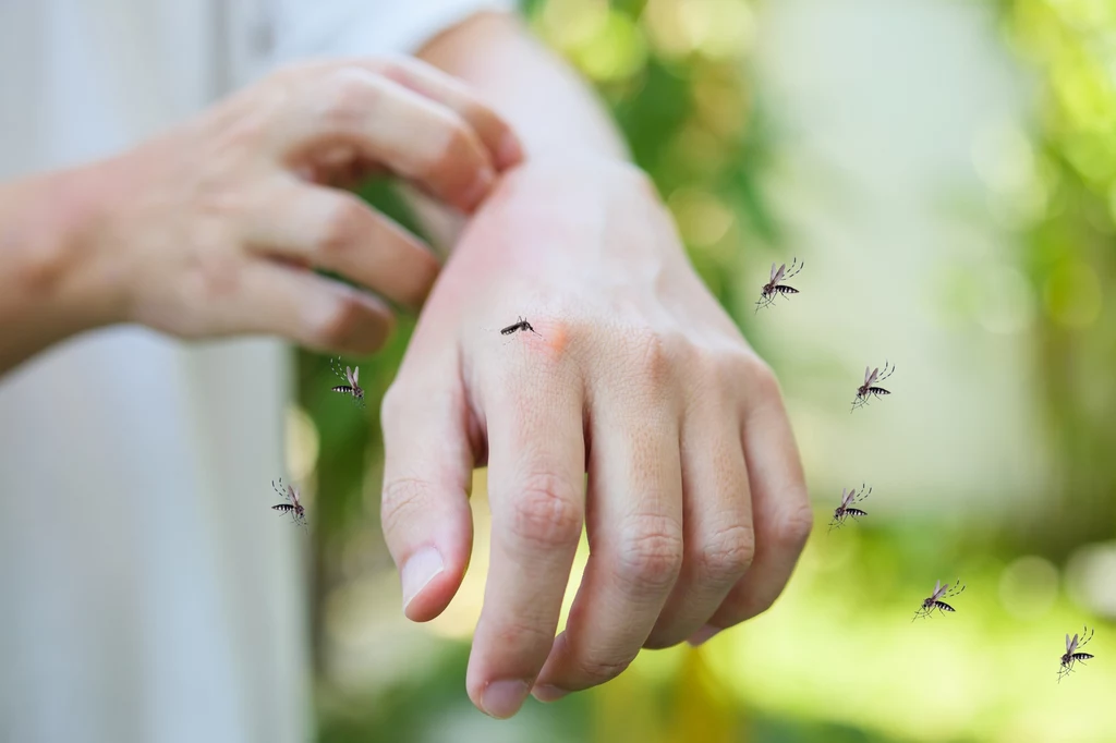 Komary nie próżnują i już atakują naszą skórę