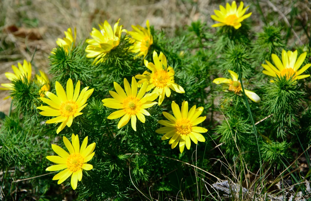 Miłek wiosenny to trująca roślina, która w Polsce w stanie dzikim występuje zwłaszcza na Wyżynie Lubelskiej i w Małopolsce. Lokalnie również na Pojezierzu Krajeńskim.