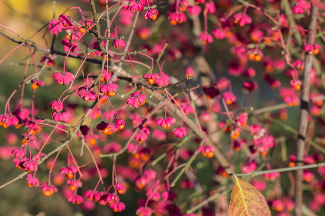 Trzmielina pospolita lub trzmielina zwyczajna – gatunek krzewu należący do rodziny dławiszowatych, który zachwyca intensywnym, czerwonym zabarwieniem