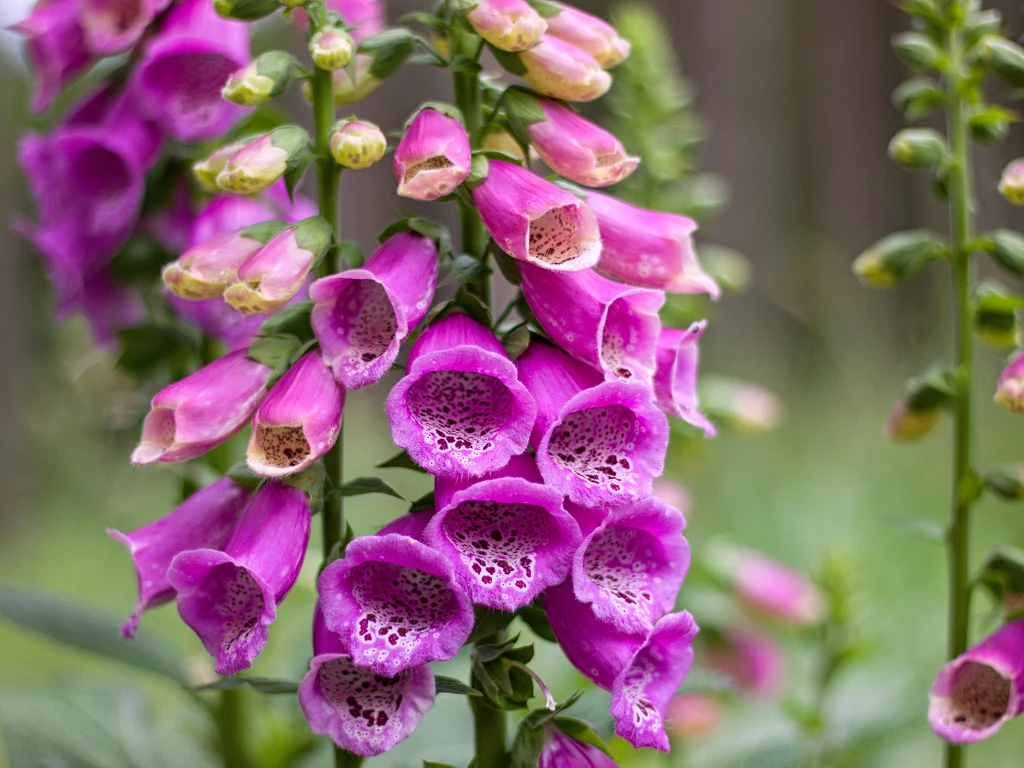 Naparstnica purpurowa to trująca roślina, która zachwyca kształtem i kolorem swoich kwiatów 