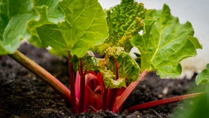 Rabarbar w ogrodzie: Kiedy i jak go sadzić?