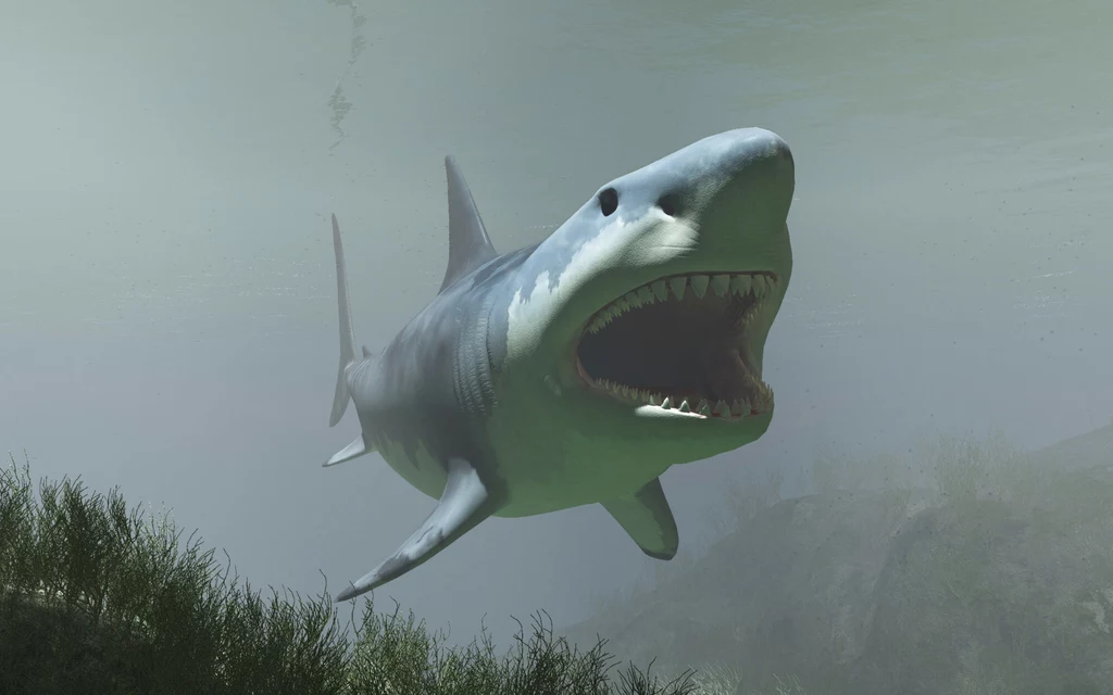 Megalodon to prehistoryczny rekin, który osiągał prawie 20 metrów długości i 60 ton wagi. Jego szczęka składała się z niemal 300 zębów. Niektóre z nich miały ponad 10 cm długości (wizualizacja))