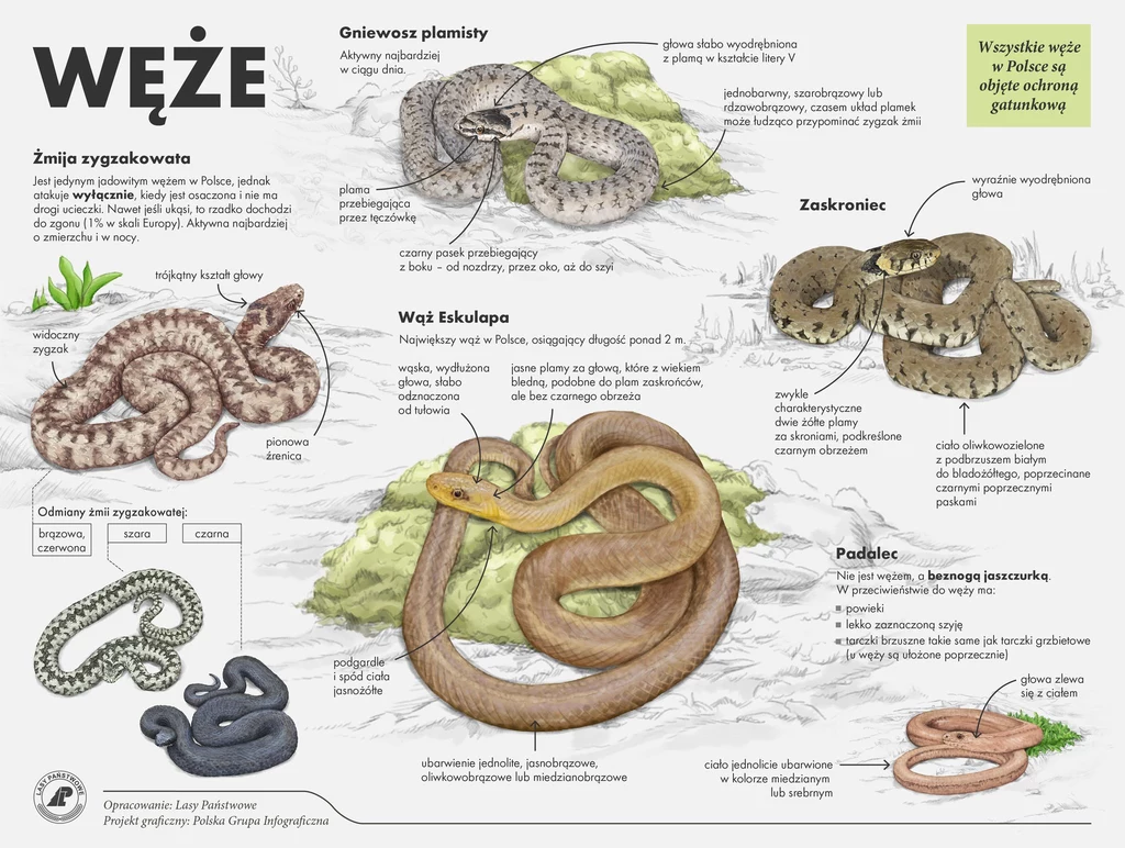 Lasy Państwowe przygotowały grafikę, na której przedstawione są różnice między wężami żyjącymi w Polsce