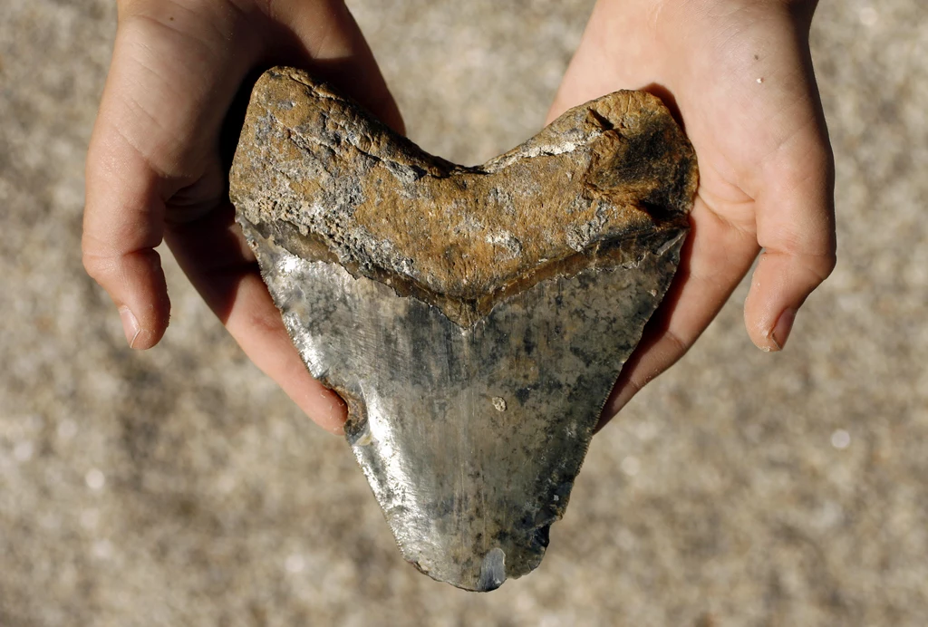 W Anglii sześcioletni chłopiec znalazł skamielinę zęba. Należał on do megalodona - największego rekina w historii (zdjęcie ilustracyjne)