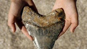W Anglii sześcioletni chłopiec znalazł skamielinę zęba. Należał on do megalodona - największego rekina w historii (zdjęcie ilustracyjne)