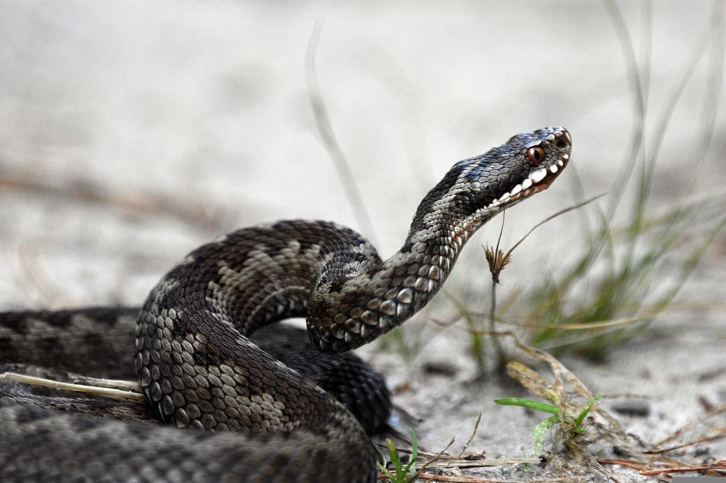 W Polsce tylko 1 gatunek węża jest jadowity – to żmija zygzakowata