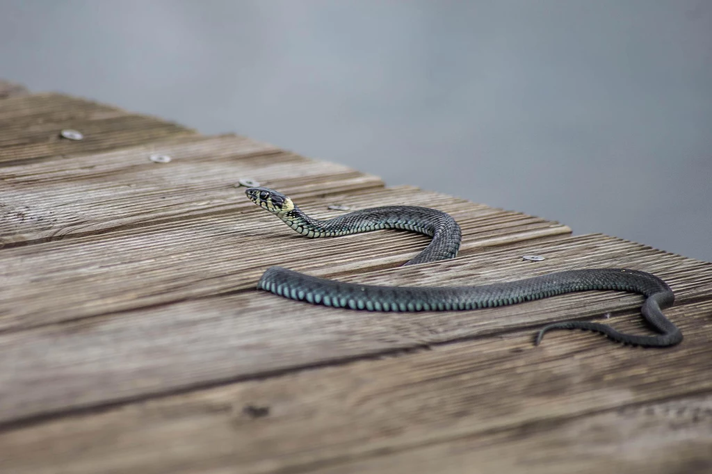 Zaskroniec to jeden z najczęściej występujących węży w Polsce