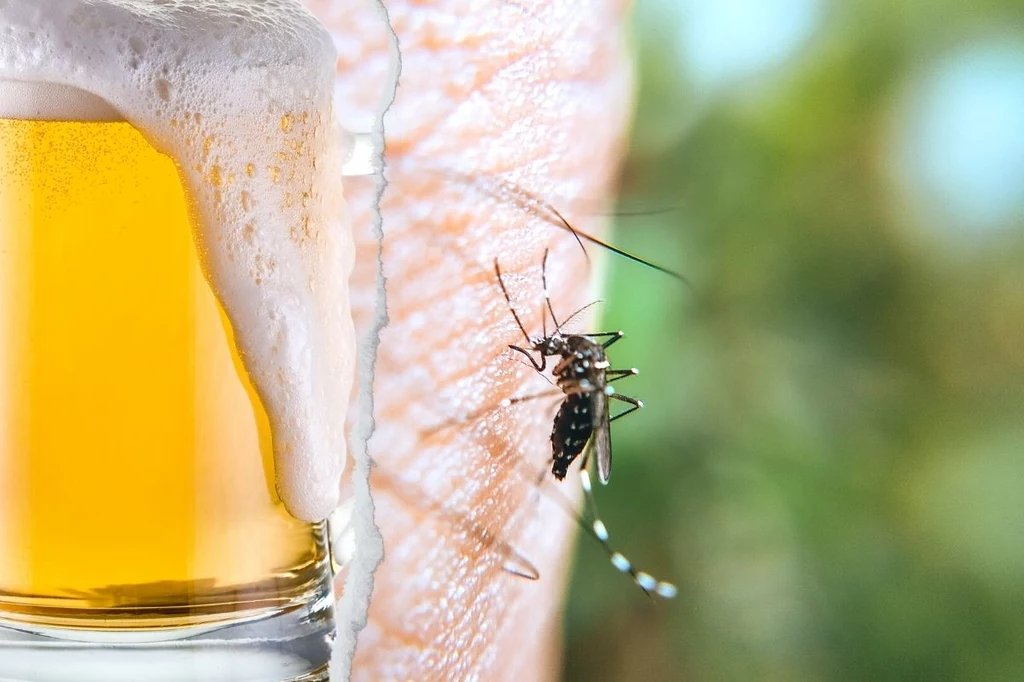 Skuteczny sposobów na odstraszenie komarów? Pułapka z piwa 