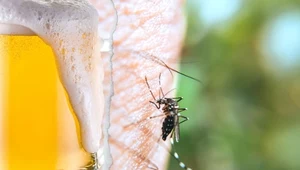 Skuteczny sposobów na odstraszenie komarów? Pułapka z piwa 