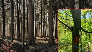 "E" to drzewa biocenotyczne