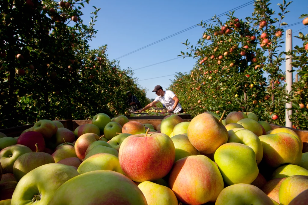 Zmiany klimatyczne dają się we znaki m.in. polskim sadownikom. Polska jest unijnym liderem produkcji jabłek, malin, porzeczek i agrestu. Dużo produkuje się u nas także borówek, truskawek i aronii